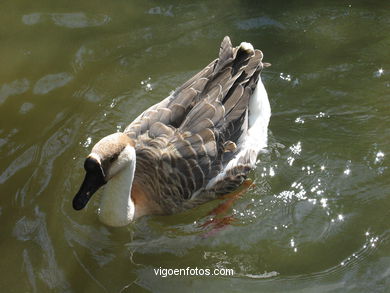 AVES ACUÁTICAS