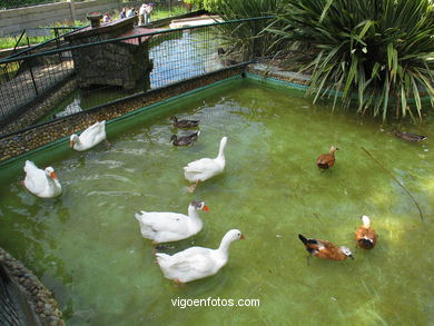 AVES ACUÁTICAS