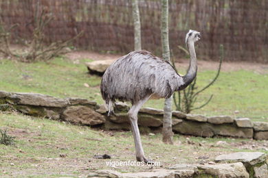 AVES TERRESTRES