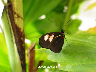 BORBOLETAS. MARIPOSARIO - AVIARIO