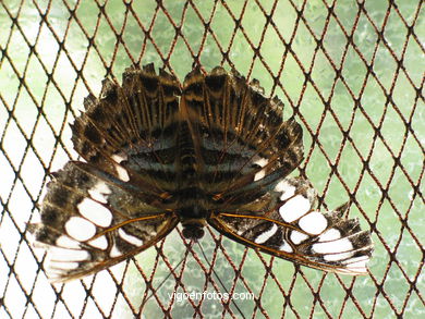 BORBOLETAS. MARIPOSARIO - AVIARIO