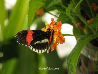 BORBOLETAS. MARIPOSARIO - AVIARIO