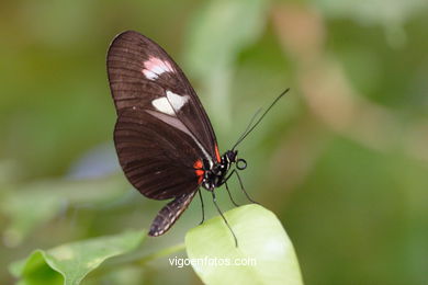 BORBOLETAS. MARIPOSARIO - AVIARIO