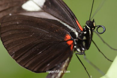 BORBOLETAS. MARIPOSARIO - AVIARIO