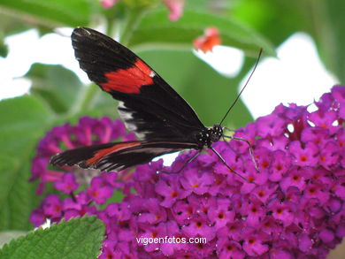 BORBOLETAS. MARIPOSARIO - AVIARIO