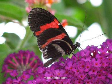 MARIPOSAS: MARIPOSARIO - AVIARIO