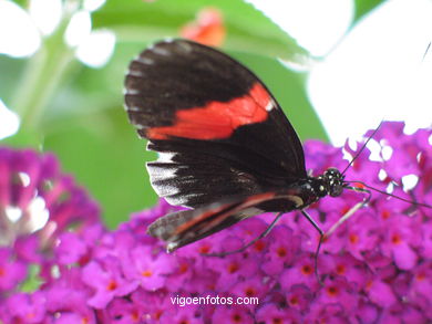 BORBOLETAS. MARIPOSARIO - AVIARIO