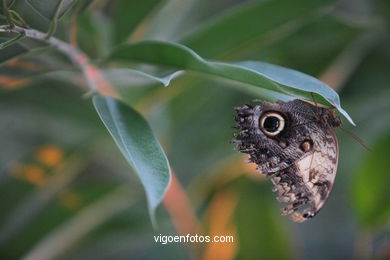 BORBOLETAS. MARIPOSARIO - AVIARIO