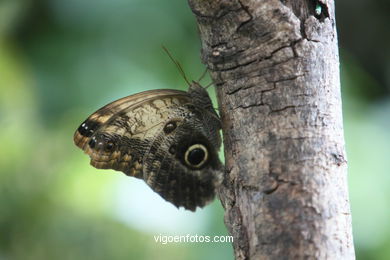 BORBOLETAS. MARIPOSARIO - AVIARIO