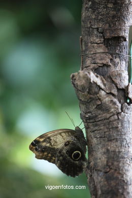 BORBOLETAS. MARIPOSARIO - AVIARIO