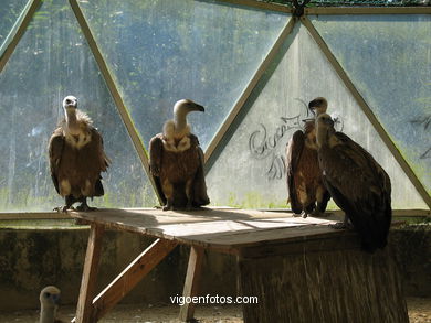 VULTURES: GRIFFON VULTURE