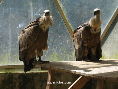 VULTURES: GRIFFON VULTURE