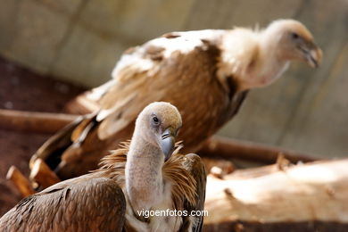 Griffon Vulture