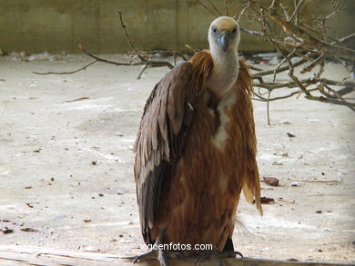 VULTURES: GRIFFON VULTURE