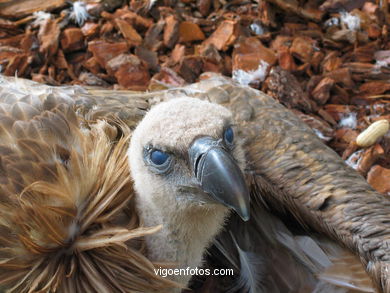 VULTURES: GRIFFON VULTURE