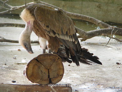 VULTURES: GRIFFON VULTURE