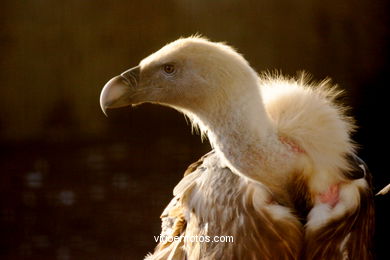 VULTURES: GRIFFON VULTURE