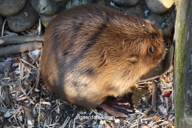 Castor. Animal mamífero