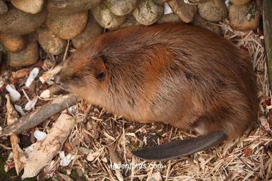 Castor. Animal mamífero