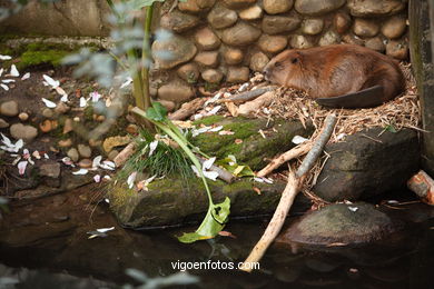 Castor. Animal mamífero