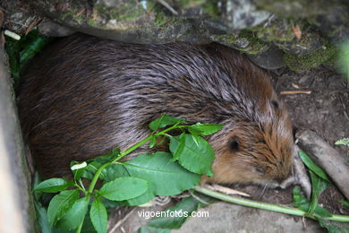 Castor. Animal mamífero