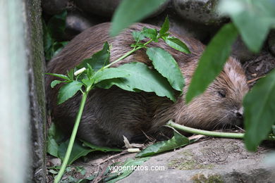 Castor. Animal mamífero