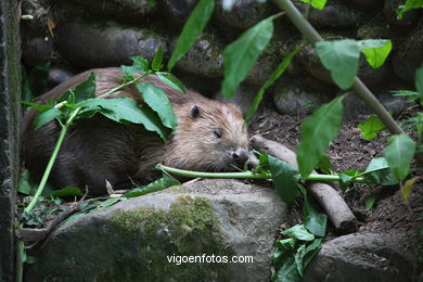 Castor. Animal mamífero