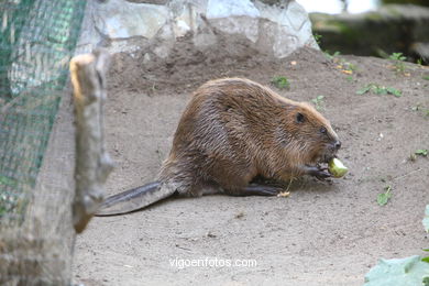 Castor. Animal mamífero