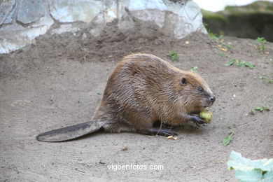 Castor. Animal mamífero