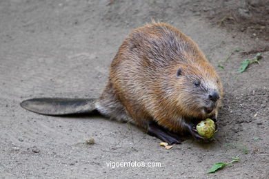 Castor. Animal mamífero