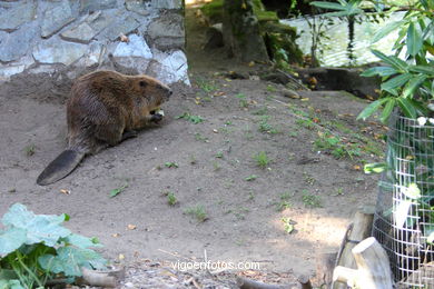 Castor. Animal mamífero