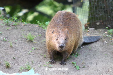 Castor. Animal mamífero