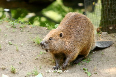 Castor. Animal mamífero