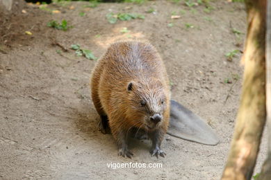 Castor. Animal mamífero