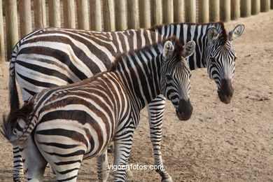 ZEBRAS. ZEBRA DE BURCHELLI E CHAPMAN