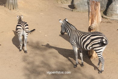 ZEBRAS. ZEBRA DE BURCHELLI E CHAPMAN