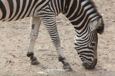 ZEBRAS.ZEBRA BURCHELLI AND CHAPMAN