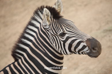 ZEBRAS.ZEBRA BURCHELLI AND CHAPMAN