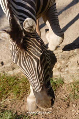 ZEBRAS.ZEBRA BURCHELLI AND CHAPMAN