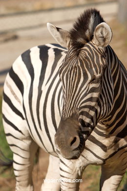 ZEBRAS. ZEBRA DE BURCHELLI E CHAPMAN