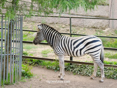 ZEBRAS.ZEBRA BURCHELLI AND CHAPMAN