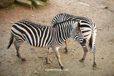 ZEBRAS.ZEBRA BURCHELLI AND CHAPMAN