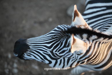 ZEBRAS. ZEBRA DE BURCHELLI E CHAPMAN