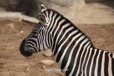 ZEBRAS. ZEBRA DE BURCHELLI E CHAPMAN