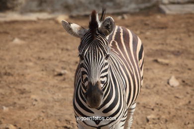 ZEBRAS.ZEBRA BURCHELLI AND CHAPMAN