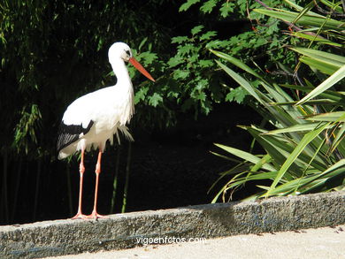 STORKS