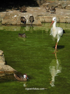 CIGÜEÑAS