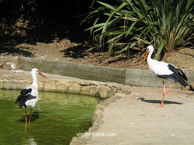 STORKS