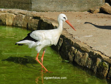 STORKS