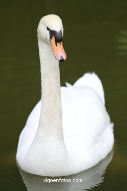 CISNES. CISNE COMÚN